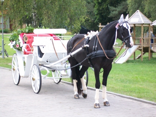 Kito transporto nuoma Karieta Jūsų šventei