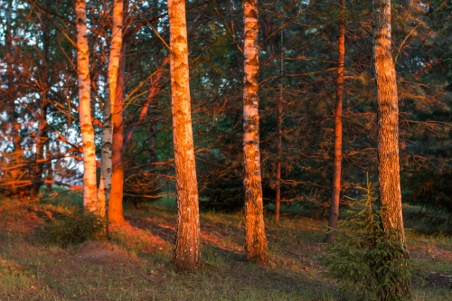 "Gilužio sodyba"–tai puiki vieta jūsų šventei!