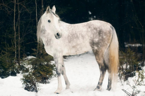 Vestuvinės dovanos Žirgų nuoma fotosesijoms