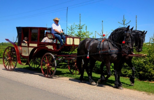 Kito transporto nuoma Karališka karieta