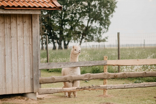 Sodeliškių dvaro sodyba - Jūsų tobuloms vestuvėms.